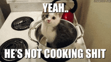 Cat Cook GIF - Cat Cook Let Him Cook GIFs