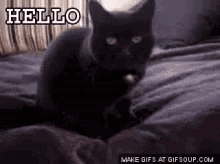 Black Cat GIF - Friday The Thirteenth Friday The13th GIFs