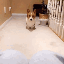 Cuddles Attention GIF - Cuddles Attention Cute GIFs
