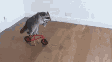 Raccoon Bicycle GIF - Raccoon Bicycle GIFs