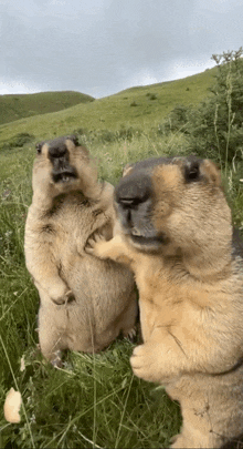 two ground squirrels are standing in a grassy field and looking at the camera .