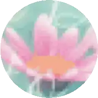 a close up of a pink flower in a circle with a blue background