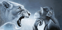 a lion and a chimpanzee are looking at each other with the lion having its mouth open