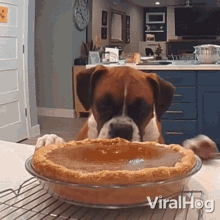 A Dog Tasting Pumpkin Pie Viralhog GIF - A Dog Tasting Pumpkin Pie Viralhog A Hungry Dog GIFs