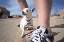 Chihuahua En Skate Oklm GIF