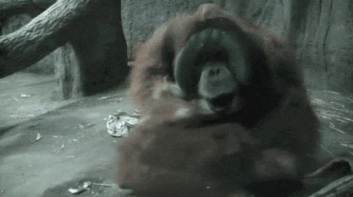 orangutan-orangutan-baby.gif
