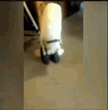 Shoes Dog GIF - Shoes Dog GIFs
