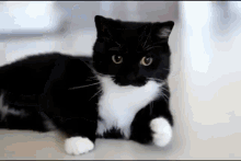 Tuxedo Cat Tux Cat GIF - Tuxedo Cat Tux Cat Lxlgamerlx Cat GIFs