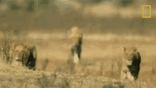 Lion Pack Savage Kingdom GIF - Lion Pack Savage Kingdom The Pack Is Here GIFs