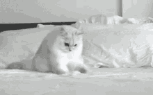 Dismount Score GIF - Dismount Score Cute Cat GIFs
