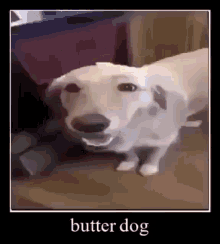 Butta Dawg Dog With The Butta GIF - Butta Dawg Dog With The Butta Butta Dog I Put The Butter On Him GIFs