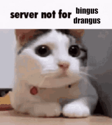 Bingus Drangus Drangus GIF - Bingus Drangus Drangus Server Not For GIFs