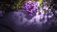 a bunch of purple grapes hanging from a tree