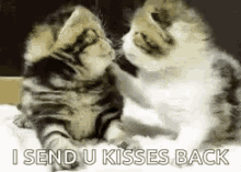kiss kissy cat