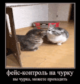 проверка GIF - проверка GIFs