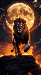 a lion standing on a rock with a full moon behind it