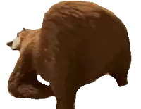 a brown bear with a white face is standing on a white background .
