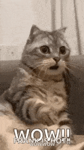 a cat is sitting on a couch and looking surprised .