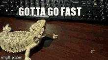 Gotta Go Fast GIF - Lizard Worm Gotta Go Fast GIFs