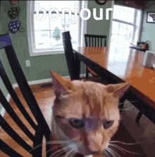 Cat Bonjour GIF - Cat Bonjour Butterscotch Cat GIFs