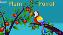 P For Parrot Plum GIF - P For Parrot Plum Parrot GIFs