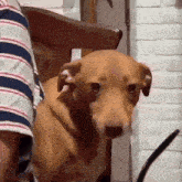 a brown dog is sitting in a chair with a person behind it