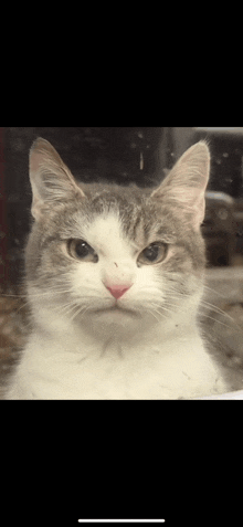 a close up of a gray and white cat