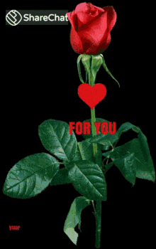 गुलाब आपकेलिए GIF - गुलाब आपकेलिए दिल GIFs