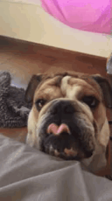 Otto Bulldog GIF - Otto Bulldog Tongue GIFs