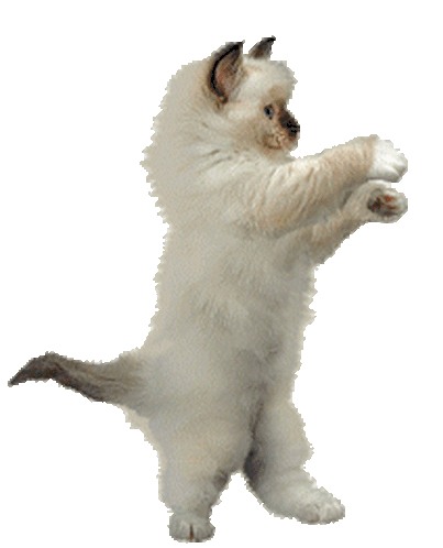 Go Kitty Go Cat Sticker - Go Kitty Go Cat Dancing Stickers