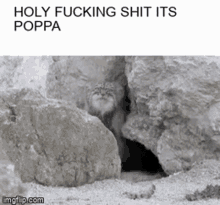 Poppa Floppa GIF - Poppa Floppa Sogga GIFs