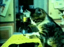 Cat Sewing Cat GIF - Cat Sewing Cat Kitten GIFs
