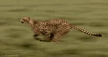 Speed GIF - Speed Running Cheetah GIFs