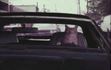 Cat Driving GIF - Cat Driving Maniac GIFs