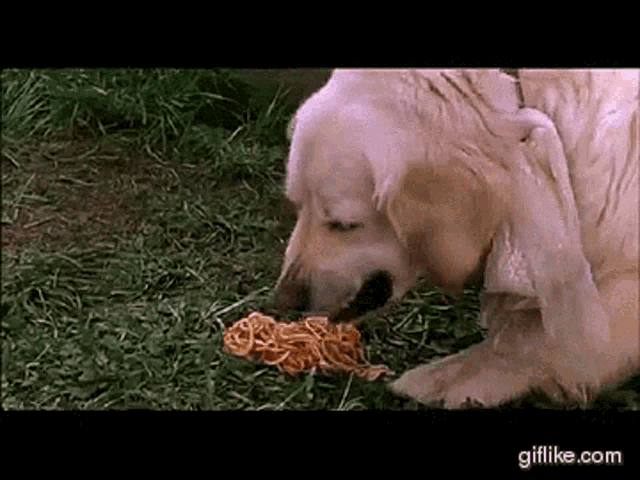 Dog 2025 puking spaghetti