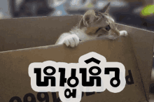 หิว Hungry GIF - หิว Hungry Cat GIFs