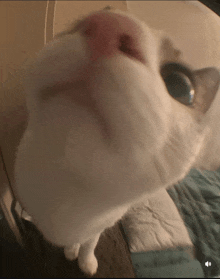a close up of a white cat 's face with a blurred background
