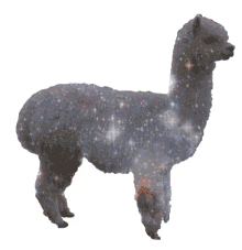 sparkling llama galaxy stars
