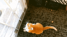 Jumping Cat Cat Orange GIF - Jumping Cat Cat Orange Kitty GIFs
