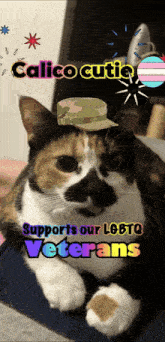 calico cutie supports our lgbtq veterans with a picture of a cat