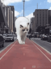 a giant white cat is walking down a red bike lane in a city .