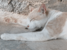 a white and orange cat is sleeping on the ground with its eyes closed