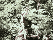 Tarzan Manly GIF