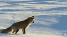 a fox is standing in the snow looking for food .