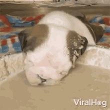 Puppy Eating Viralhog GIF - Puppy Eating Viralhog Cute Puppy GIFs