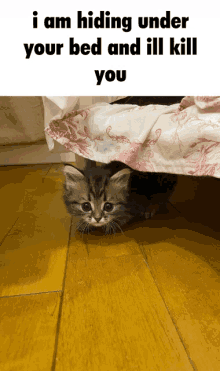 Cat Bed Monster GIF - Cat Bed Monster GIFs