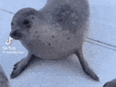 Seal Seal Dance GIF - Seal Seal Dance Yippee GIFs