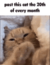 Cat Kitty GIF - Cat Kitty Post This Cat Every Month GIFs