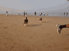Bob Beagle GIF - Bob Beagle Dog GIFs