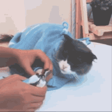 Cat Ear Cleaning GIF